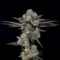 Wizard Trees - Top G (Gelato 41 × Tea Time)