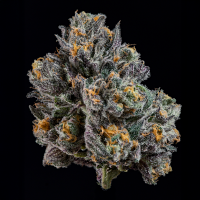 Wizard Trees - Top G (Gelato 41 × Tea Time)