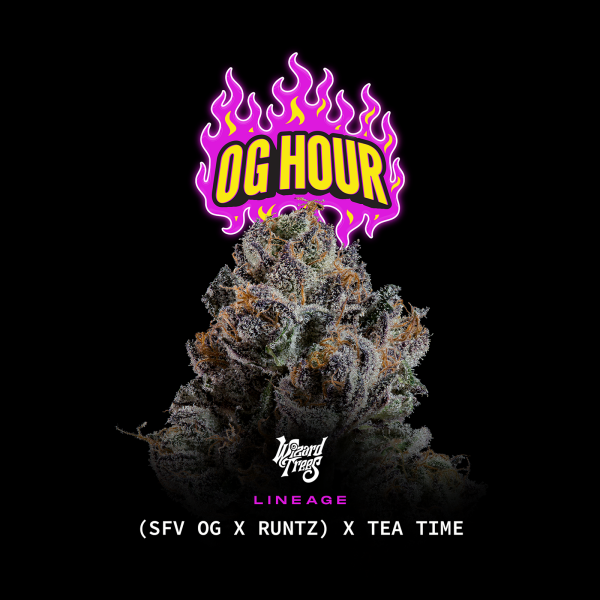 Wizard Trees - OG Hour ((SFV OG × Runtz) × Tea Time)