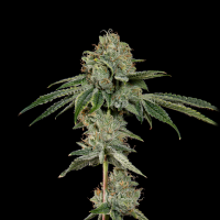 Wizard Trees - OG Hour ((SFV OG × Runtz) ×...