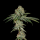 Wizard Trees - OG Hour ((SFV OG × Runtz) × Tea Time)