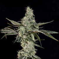 Wizard Trees - London Fog (Blue Dream × Tea Time)