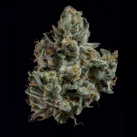 Wizard Trees - London Fog (Blue Dream × Tea Time)