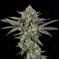 Wizard Trees - Ropegria (Ropefuel × Zangria)