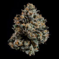 Wizard Trees - Ropegria (Ropefuel × Zangria)