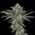 Wizard Trees - Ropegria (Ropefuel × Zangria)