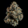 Wizard Trees - Ropegria (Ropefuel × Zangria)