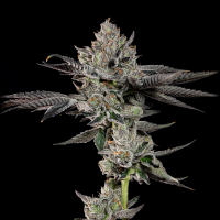 Wizard Trees - Bowtie (Wizard Fuel × Zangria)