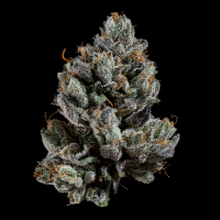 Wizard Trees - Bowtie (Wizard Fuel × Zangria)