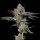Wizard Trees - Bowtie (Wizard Fuel × Zangria)