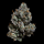 Wizard Trees - Bowtie (Wizard Fuel × Zangria)