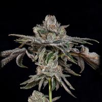 Wizard Trees - P’s & Z’s (Super Runtz...