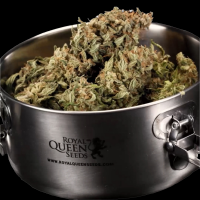 Curing Vault – Royal Queen Seeds
