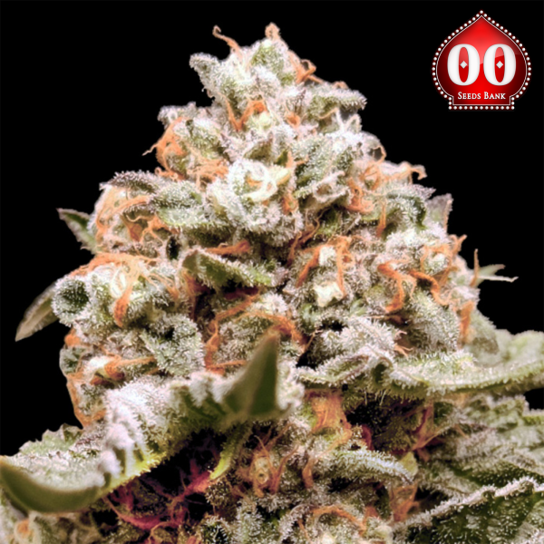 00 Seeds - Auto Rainbow Mints