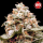00 Seeds - Auto Rainbow Mints