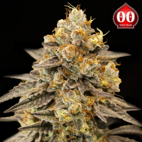00 Seeds - Auto Biscotti Zkittlez
