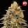 00 Seeds - Auto Biscotti Zkittlez