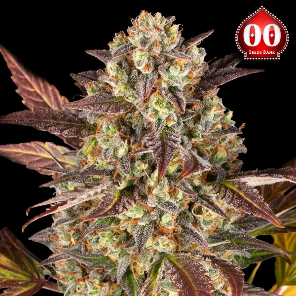 00 Seeds - Auto Mandarin Cookies
