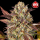 00 Seeds - Auto Mandarin Cookies