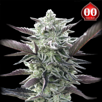 00 Seeds - Oreoz