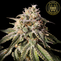 HW Seed Company - Biscotti - 4 Seeds