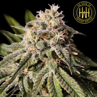 HW Seed Company - Biscotti - 4 Seeds