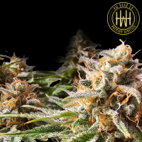 HW Seed Company - Biscotti - 4 Seeds