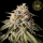 HW Seed Company - Biscotti - 4 Seeds