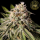 HW Seed Company - Biscotti - 4 Seeds