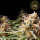 HW Seed Company - Biscotti - 4 Seeds