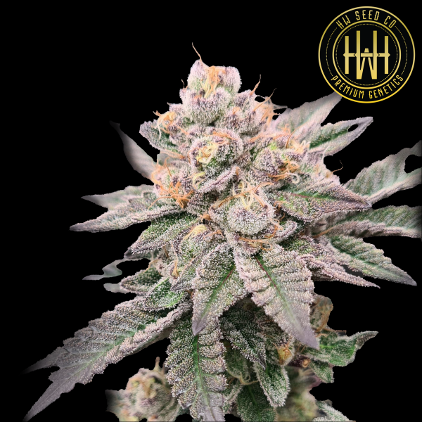 HW Seed Company - Animal Runtz - 4 Seeds