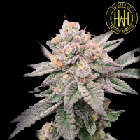 HW Seed Company - Animal Runtz - 4 Seeds