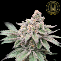 HW Seed Company - Animal Runtz - 4 Seeds