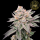 HW Seed Company - Animal Runtz - 4 Seeds