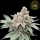 HW Seed Company - Animal Runtz - 4 Seeds