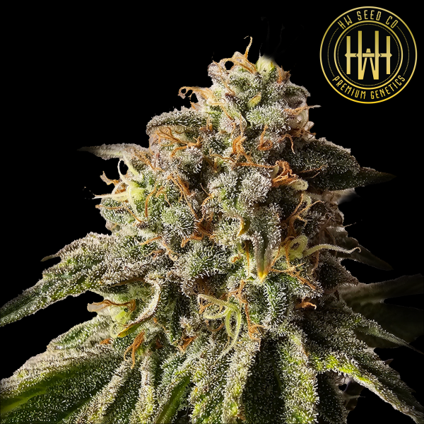HW Seed Company - Berry Pie - 4 Seeds