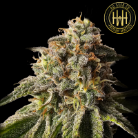 HW Seed Company - Berry Pie - 4 Seeds