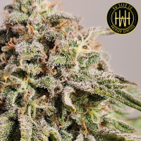 HW Seed Company - Berry Pie - 4 Seeds