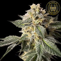 HW Seed Company - ZerealZ - 4 Seeds