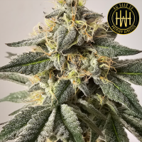 HW Seed Company - ZerealZ - 4 Seeds