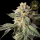 HW Seed Company - ZerealZ - 4 Seeds