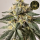 HW Seed Company - ZerealZ - 4 Seeds