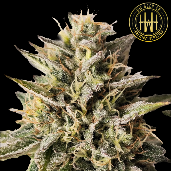 HW Seed Company - OreoZ - 4 Seeds