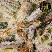 HW Seed Company - OreoZ - 4 Seeds