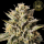 HW Seed Company - OreoZ - 4 Seeds