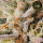 HW Seed Company - OreoZ - 4 Seeds