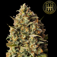 HW Seed Company - Watermelon - 4 Seeds