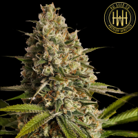HW Seed Company - Watermelon - 4 Seeds