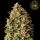 HW Seed Company - Watermelon - 4 Seeds