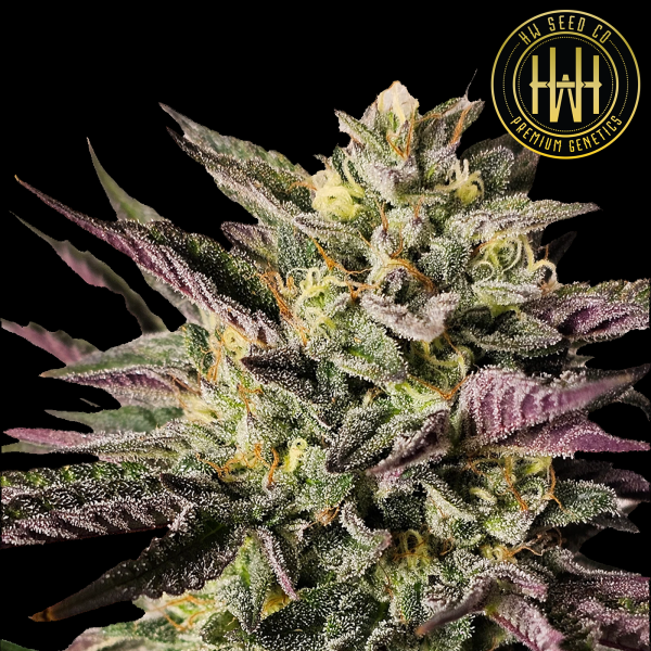 HW Seed Company - Gary Payton - 4 Seeds